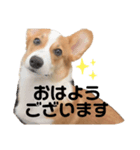 ポパイTHEコーギー（個別スタンプ：11）