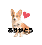 ポパイTHEコーギー（個別スタンプ：15）
