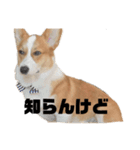 ポパイTHEコーギー（個別スタンプ：16）