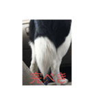 ペットに言ってほしい（個別スタンプ：2）