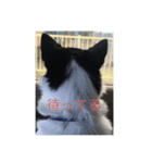 ペットに言ってほしい（個別スタンプ：4）