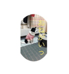 ペットに言ってほしい（個別スタンプ：6）