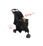 愛犬アッシュの日常生活(カニヘンダックス)（個別スタンプ：1）