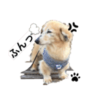 愛犬アッシュの日常生活(カニヘンダックス)（個別スタンプ：3）