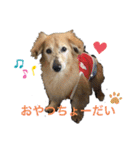 愛犬アッシュの日常生活(カニヘンダックス)（個別スタンプ：4）