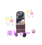 愛犬アッシュの日常生活(カニヘンダックス)（個別スタンプ：5）
