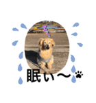 愛犬アッシュの日常生活(カニヘンダックス)（個別スタンプ：7）