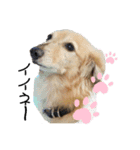 愛犬アッシュの日常生活(カニヘンダックス)（個別スタンプ：9）