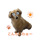 愛犬アッシュの日常生活(カニヘンダックス)（個別スタンプ：11）