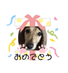 愛犬アッシュの日常生活(カニヘンダックス)（個別スタンプ：12）