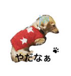 愛犬アッシュの日常生活(カニヘンダックス)（個別スタンプ：13）