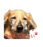 愛犬アッシュの日常生活(カニヘンダックス)（個別スタンプ：14）