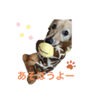 愛犬アッシュの日常生活(カニヘンダックス)（個別スタンプ：15）