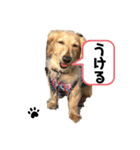 愛犬アッシュの日常生活(カニヘンダックス)（個別スタンプ：16）