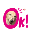 愛犬アッシュの日常生活(カニヘンダックス)（個別スタンプ：20）