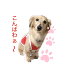 愛犬アッシュの日常生活(カニヘンダックス)（個別スタンプ：21）