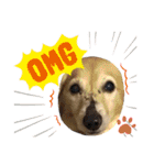愛犬アッシュの日常生活(カニヘンダックス)（個別スタンプ：22）