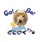 愛犬アッシュの日常生活(カニヘンダックス)（個別スタンプ：23）