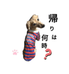 愛犬アッシュの日常生活(カニヘンダックス)（個別スタンプ：24）