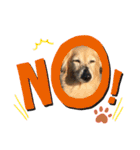 愛犬アッシュの日常生活(カニヘンダックス)（個別スタンプ：25）