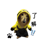 愛犬アッシュの日常生活(カニヘンダックス)（個別スタンプ：26）