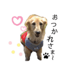 愛犬アッシュの日常生活(カニヘンダックス)（個別スタンプ：27）
