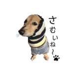 愛犬アッシュの日常生活(カニヘンダックス)（個別スタンプ：28）