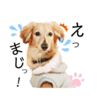 愛犬アッシュの日常生活(カニヘンダックス)（個別スタンプ：30）