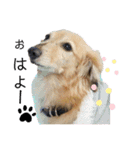 愛犬アッシュの日常生活(カニヘンダックス)（個別スタンプ：31）