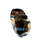 bibi.toa（個別スタンプ：1）