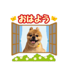 ポメラニアン★もも＆さくら（個別スタンプ：1）