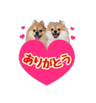 ポメラニアン★もも＆さくら（個別スタンプ：3）
