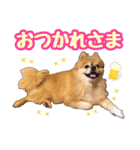 ポメラニアン★もも＆さくら（個別スタンプ：7）
