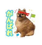 ポメラニアン★もも＆さくら（個別スタンプ：8）