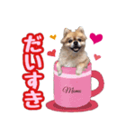 ポメラニアン★もも＆さくら（個別スタンプ：9）