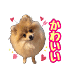 ポメラニアン★もも＆さくら（個別スタンプ：11）