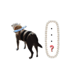 我が家のくぅたん3（個別スタンプ：6）