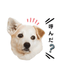 我が家のくぅたん3（個別スタンプ：8）