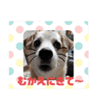 我が家のくぅたん3（個別スタンプ：13）