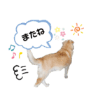 我が家のくぅたん3（個別スタンプ：17）