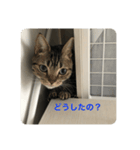 にゃんごろスタンプ（個別スタンプ：3）