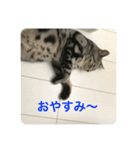 にゃんごろスタンプ（個別スタンプ：4）