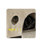 にゃんごろスタンプ（個別スタンプ：5）