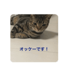 にゃんごろスタンプ（個別スタンプ：8）