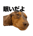 すなぎもちゃんとこむぎこくん（個別スタンプ：1）