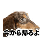 すなぎもちゃんとこむぎこくん（個別スタンプ：11）
