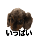 すなぎもちゃんとこむぎこくん（個別スタンプ：12）