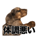 すなぎもちゃんとこむぎこくん（個別スタンプ：16）