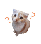 こねこのてぃーこ（個別スタンプ：1）