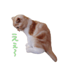 こねこのてぃーこ（個別スタンプ：2）